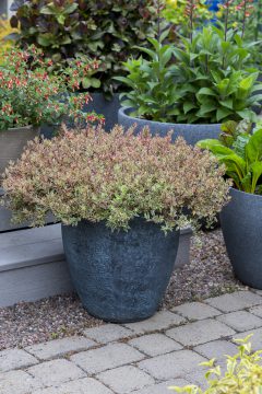 Abelia Suntastic Pink_Z6S9694