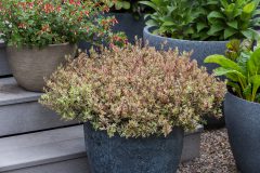 Abelia Suntastic Pink_Z6S9701