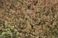 Abelia Suntastic Pink_Z6S9709