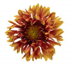 Gaillardia Sunset Orange Ruffles_Z6S3789