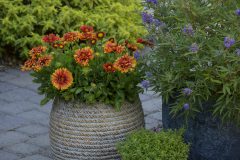 Gaillardia Sunset Orange Ruffles_Z6S4765