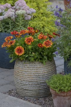 Gaillardia Sunset Orange Ruffles_Z6S4768