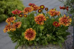 Gaillardia Sunset Orange Ruffles_Z6S4781