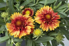 Gaillardia Sunset Orange Ruffles_Z6S5802