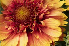 Gaillardia Sunset Orange Ruffles_Z6S5803