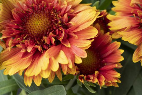 Gaillardia Sunset Orange Ruffles_Z6S5816