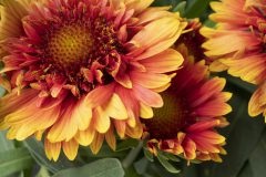 Gaillardia Sunset Orange Ruffles_Z6S5816