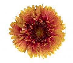Gaillardia Sunset Orange Ruffles_Z6S5945