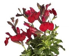 Salvia Vibe Ignition Cranberry_Z 6_4667264-4679420_350