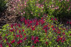 Salvia Vibe Ignition Cranberry_Z6S3849