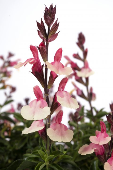 Salvia Vibe Ignition Sunrise_Z 6_3724800-3736873_270