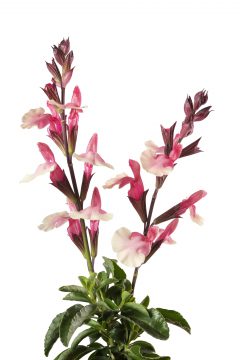 Salvia Vibe Ignition Sunrise_Z 6_3926784-3939748_287