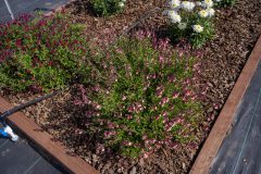 Salvia Vibe Ignition Sunrise_Z6S3832