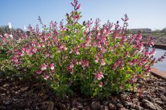 Salvia Vibe Ignition Sunrise_Z6S3835