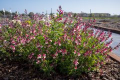 Salvia Vibe Ignition Sunrise_Z6S3840