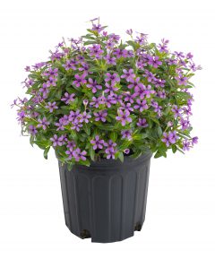 Catharanthus Starfish Aqua_Z6S0420