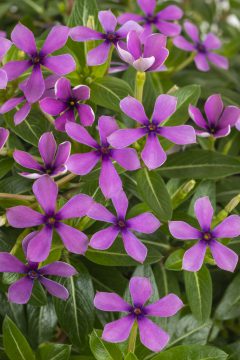 Catharanthus Starfish Aqua_Z6S0462