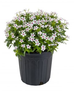 Catharanthus Starfish Coconut_Z6S0422