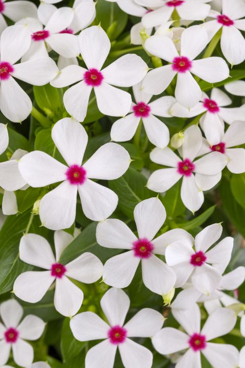 Catharanthus Starfish Coconut_Z6S0466