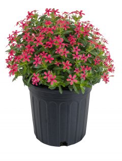 Catharanthus Starfish Grenadine_Z6S0415