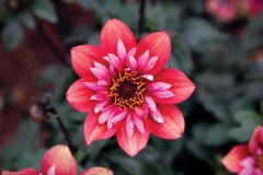 Dahlia-Mysitc-Flares-Dynamite-03.22-002