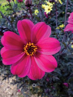 Dahlia Mystic Allure 71850-05 (14)