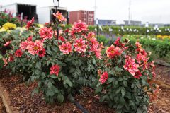 Dahlia Mystic Flare Dynamite