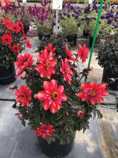 Dahlia-Mystic-Flares-Dynamite-72214-08-003