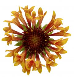 Gaillardia Fanfare Amber Glow_Z6S3783