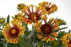 Gaillardia Fanfare Amber Glow_Z6S5870