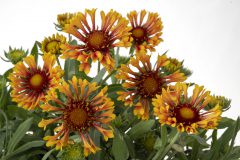 Gaillardia Fanfare Amber Glow_Z6S5880