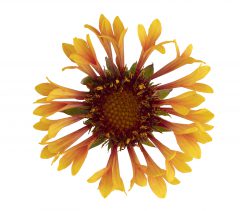 Gaillardia Fanfare Amber Glow_Z6S5933