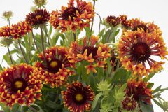 Gaillardia Fanfare Serenade_Z6S8881