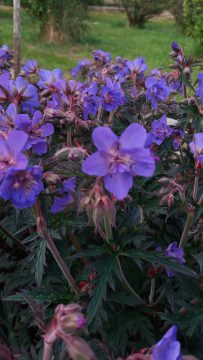Geranium-Storm-Cloud-001