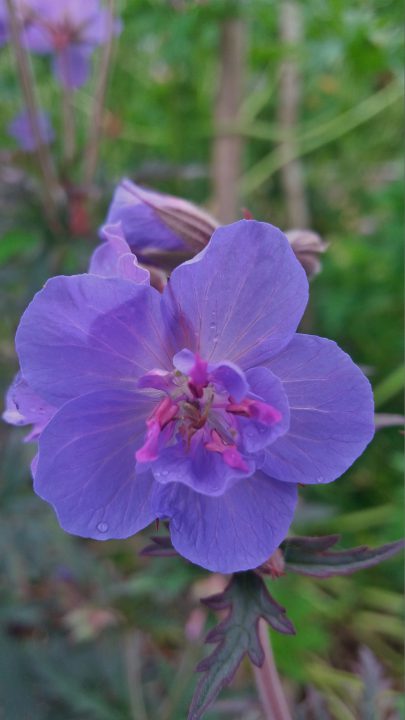Geranium-Storm-Cloud-002