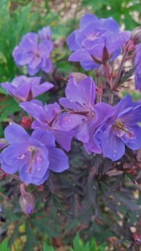Geranium-Storm-Cloud-004