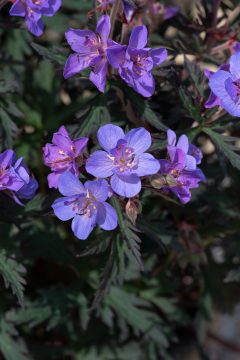 Geranium Storm Cloud 01