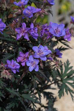 Geranium Storm Cloud 02