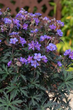 Geranium Storm Cloud 03