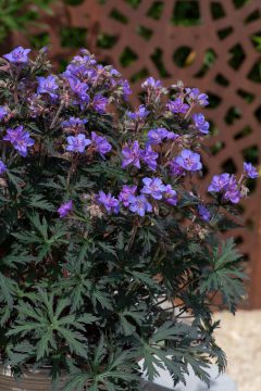 Geranium Storm Cloud 04