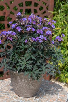 Geranium Storm Cloud 05