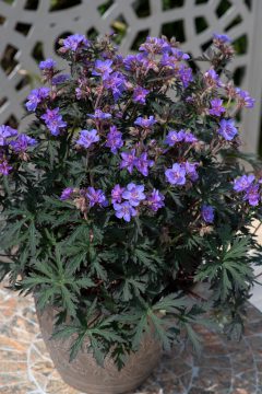 Geranium Storm Cloud 06