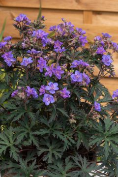 Geranium Storm Cloud 07