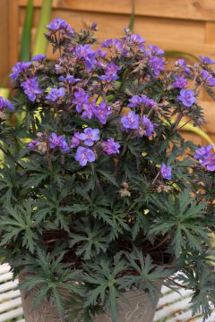 Geranium Storm Cloud 08