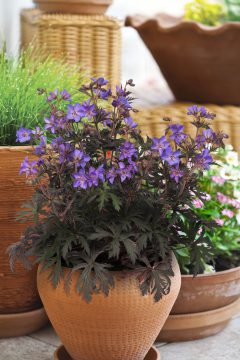 Floral decorated balcony