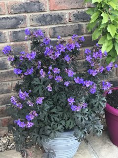 Geranium-Storm-Cloud-Yoav-Image-10.21