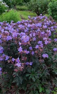 Geranium-Strom-Cloud + Ducks (1)