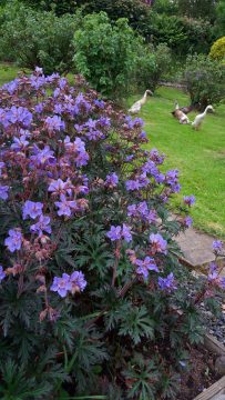 Geranium-Strom-Cloud + Ducks (2)