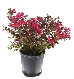Lagerstromia-BLACK-DIAMOND-Pavé-Pink-001