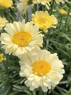 Leucanthemum-Real-Cream-001